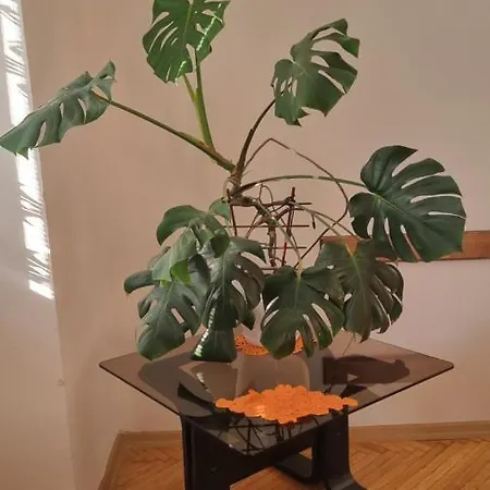 Risto Apartment *